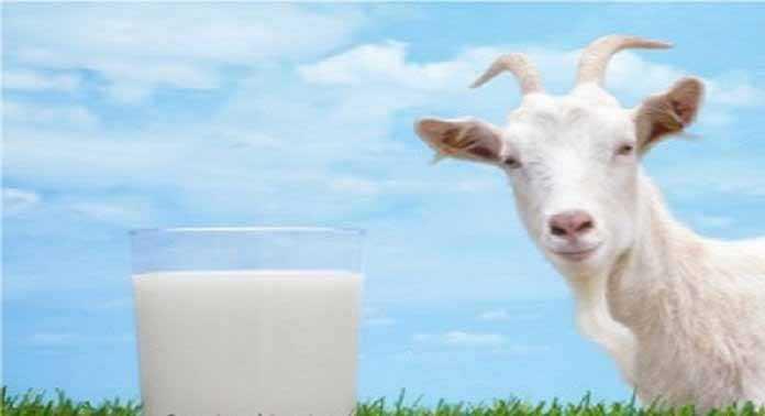on-cabras leche