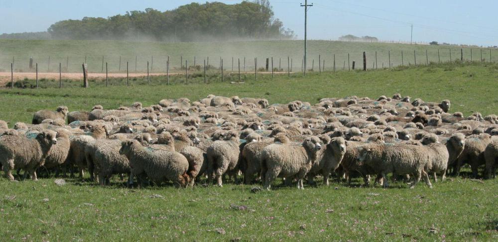 on-compartimento ovino