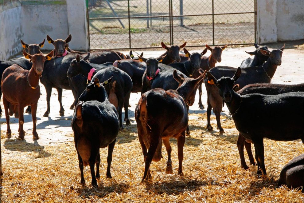 ovinews-cabras